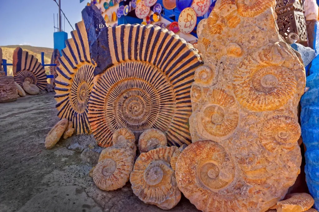 fossils from morocco