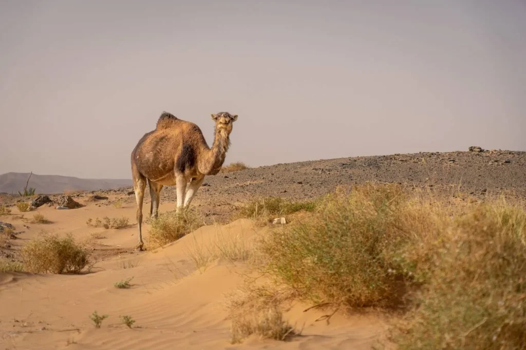 tour marocco dicembre