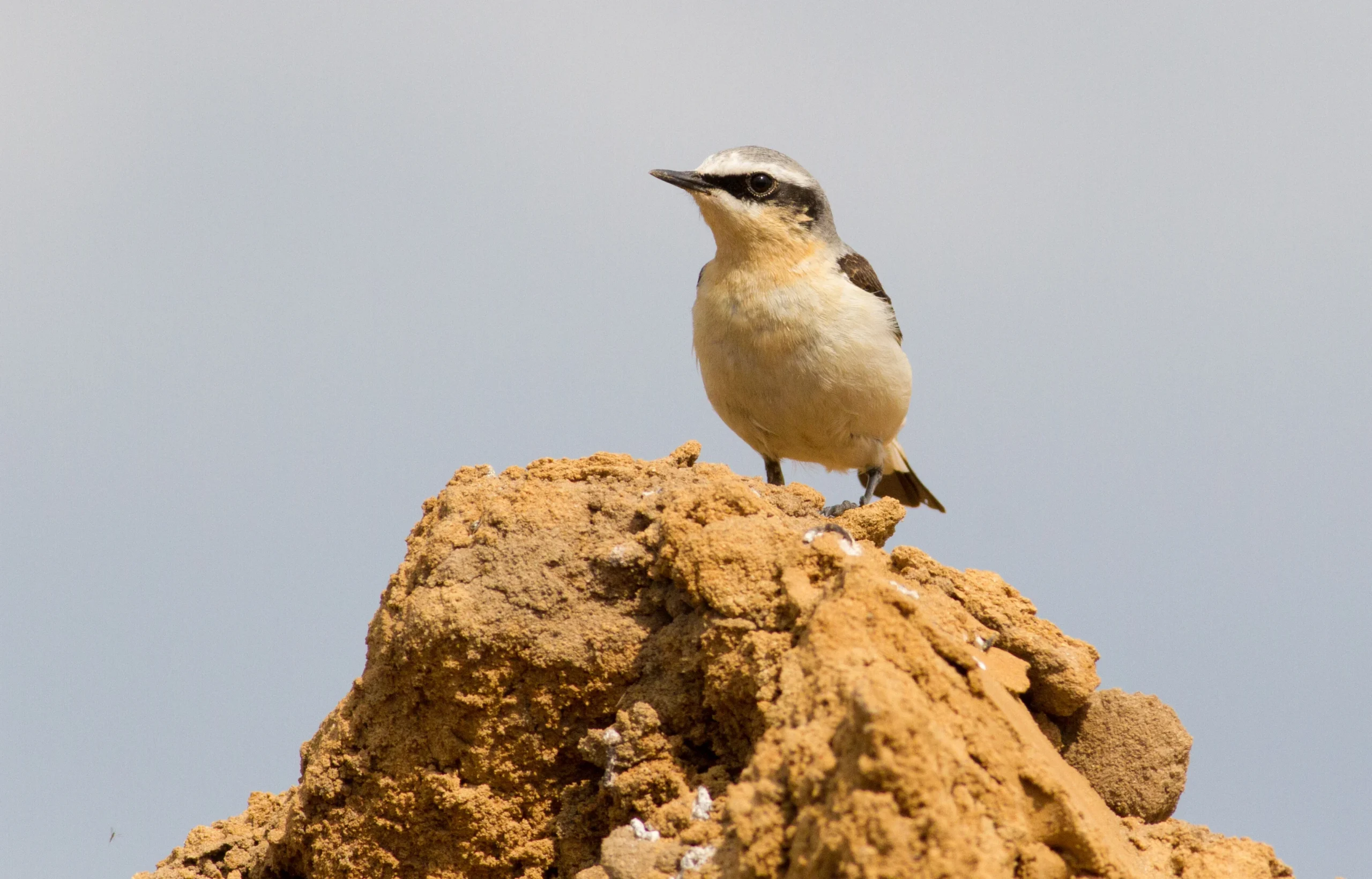birds morocco