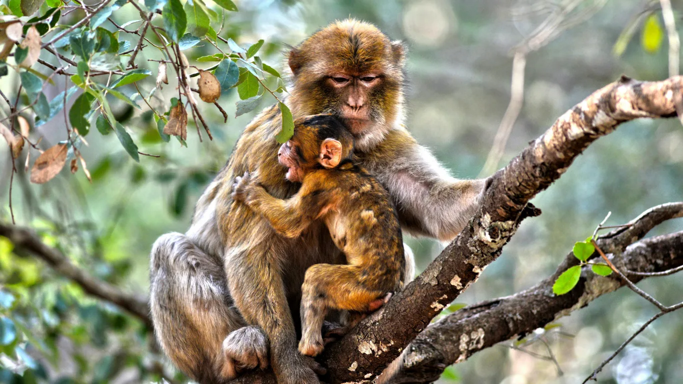 A Barbary macaque mother cuddling her baby in the cedar forests of the Middle Atlas Mountains, Morocco a common sight on a 3 days tour from Fes to Merzouga.