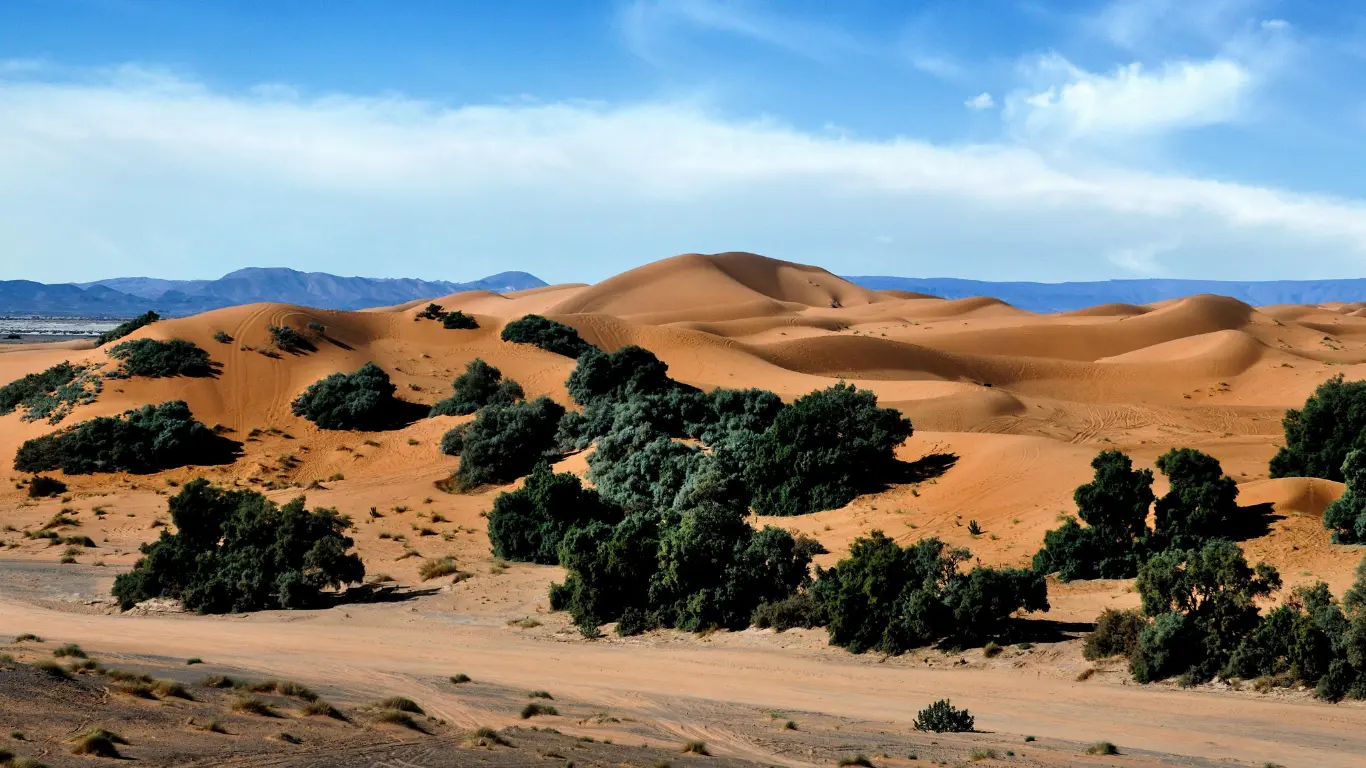 Scenic view of Erg Chebbi dunes and desert vegetation on a 3-day desert tour from Marrakech to Merzouga.