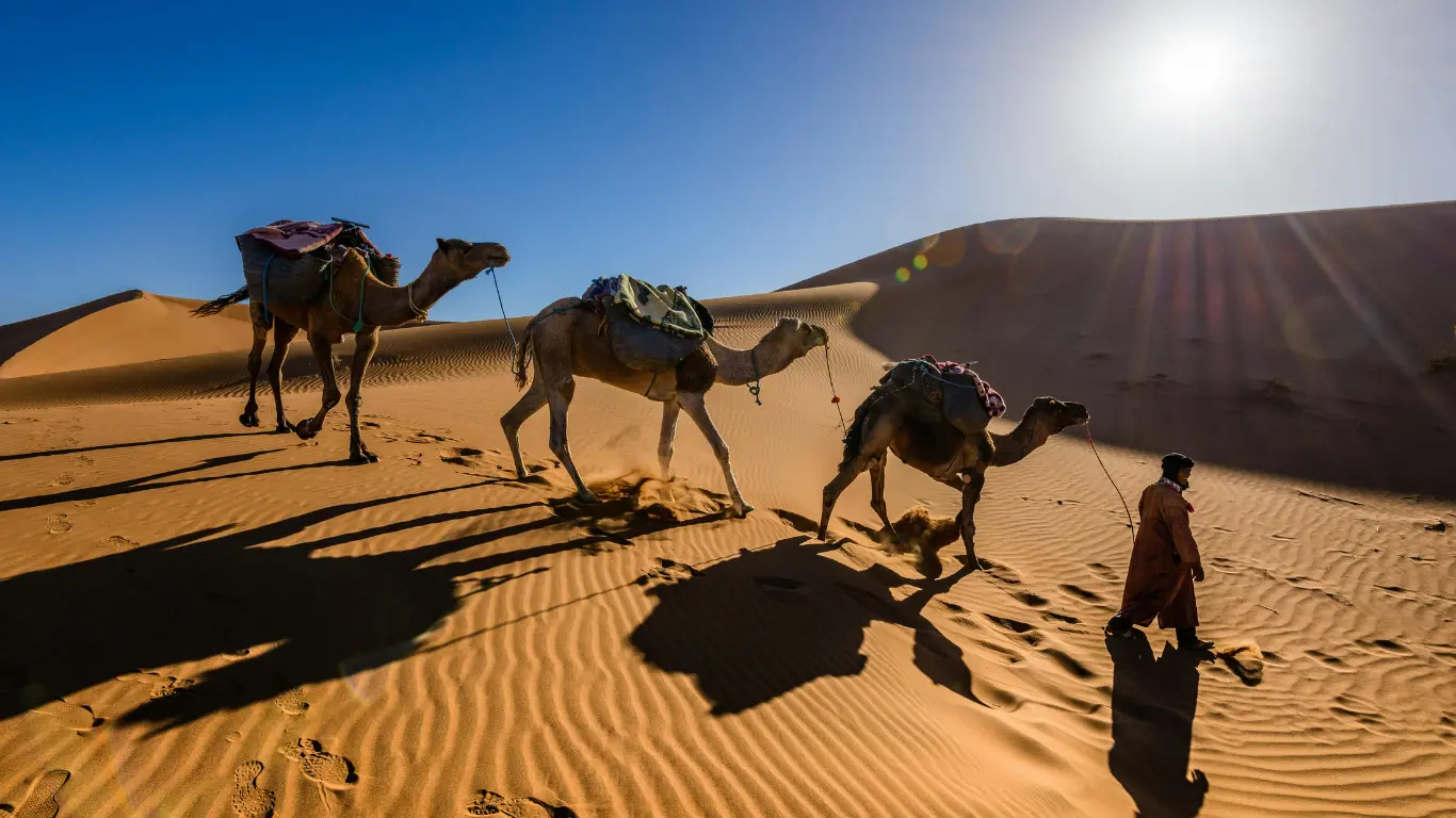 A desert guide leads camels through the golden dunes of the Sahara during a 3-day tour from Marrakech to Merzouga.