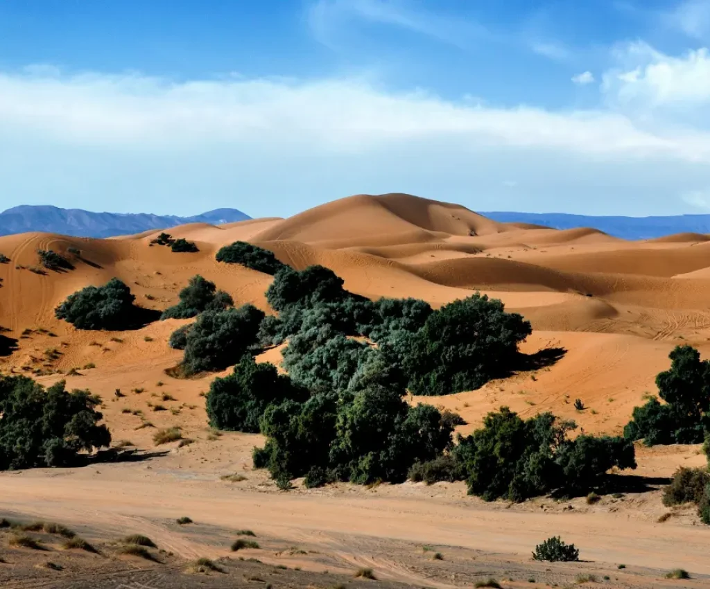 3 Days Desert Tour from Marrakech to Merzouga – Erg Chebbi Landscape Scenic view of Erg Chebbi dunes and desert vegetation on a 3-day desert tour from Marrakech to Merzouga.