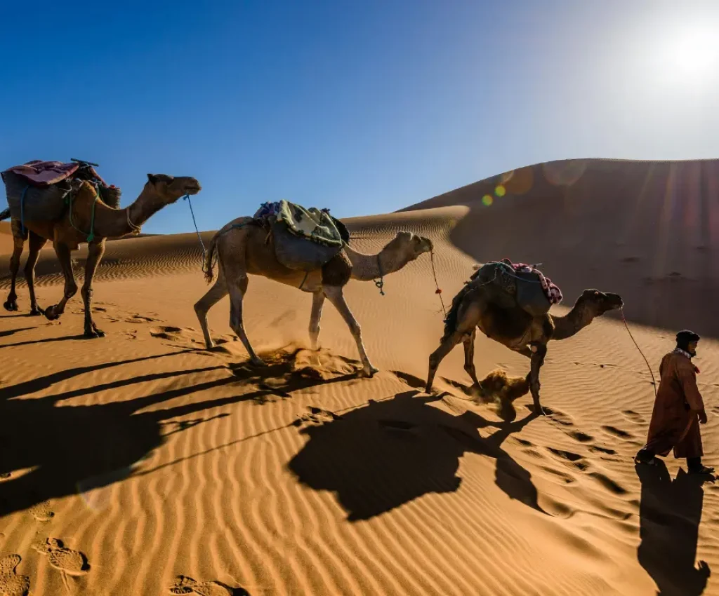 3 Days from Marrakech to Merzouga – Sahara Camel Trek A desert guide leads camels through the golden dunes of the Sahara during a 3-day tour from Marrakech to Merzouga.