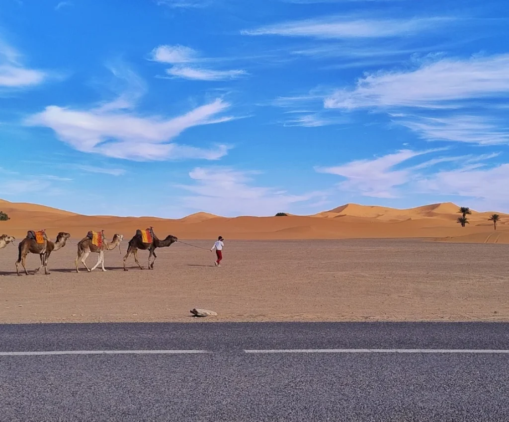 Camel Trekking in Merzouga – 3 Days Tour from Fes to Merzouga Camel caravan in the Sahara Desert near Merzouga — a key highlight of the 3 days tour from Fes to Merzouga.