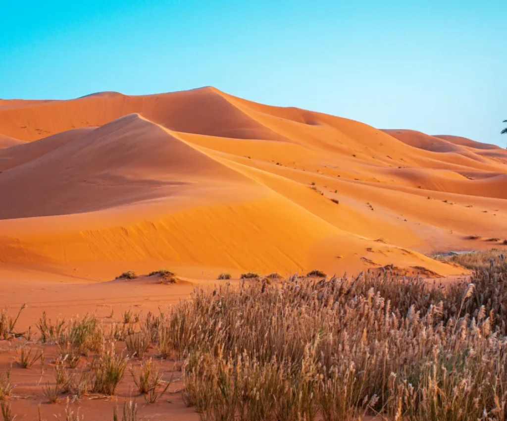 Majestic Sahara Dunes on the 4 Days Tour from Fes to Marrakech Golden sand dunes and a lone palm tree in the Sahara Desert during the 4 days tour from Fes to Marrakech.