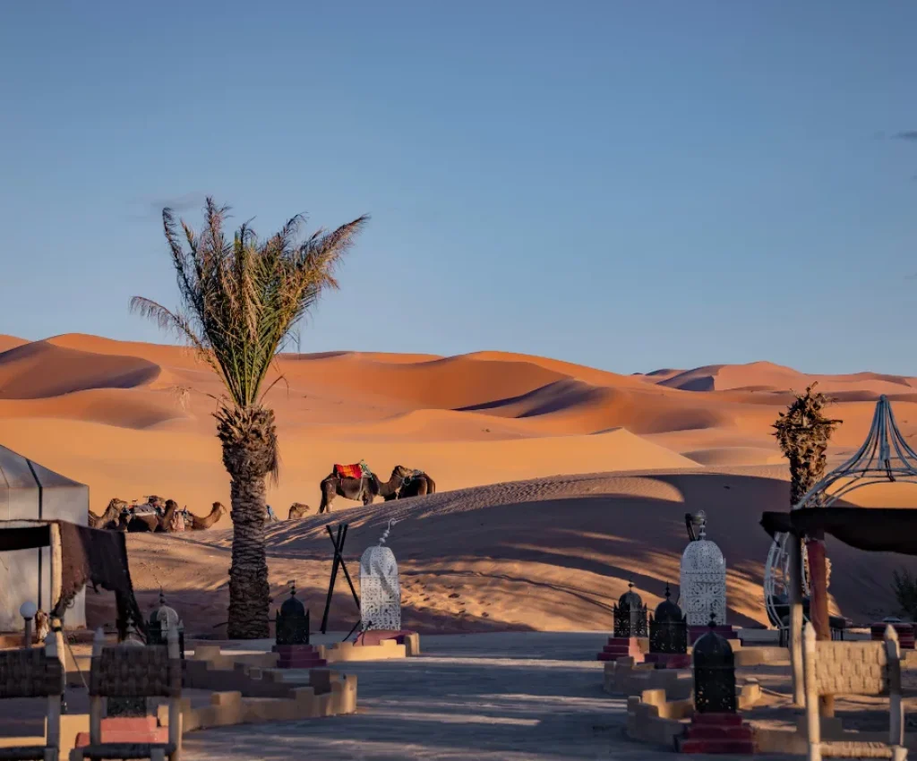 Desert Camp Experience in 5 Days in Morocco Luxury desert camp with camels at sunset during 5 days in Morocco