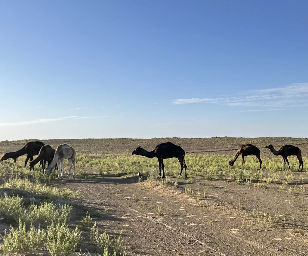 3 day desert tour from marrakech to fes