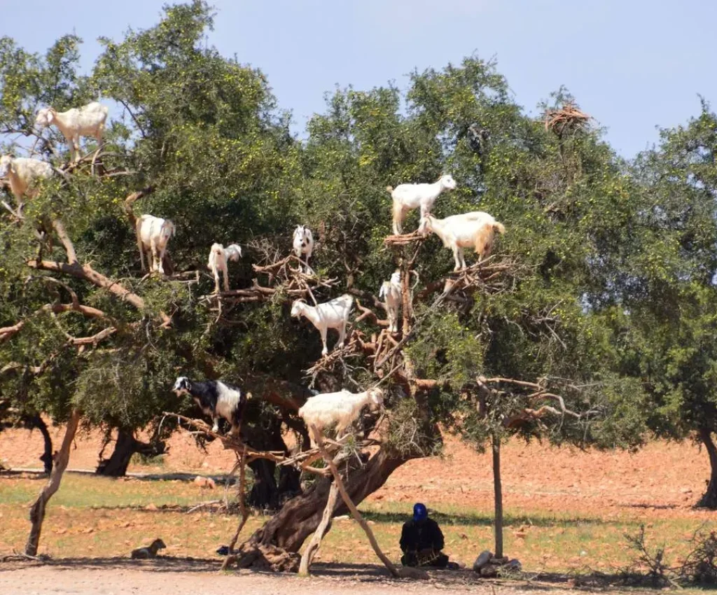 4 days tour from marrakech to fes