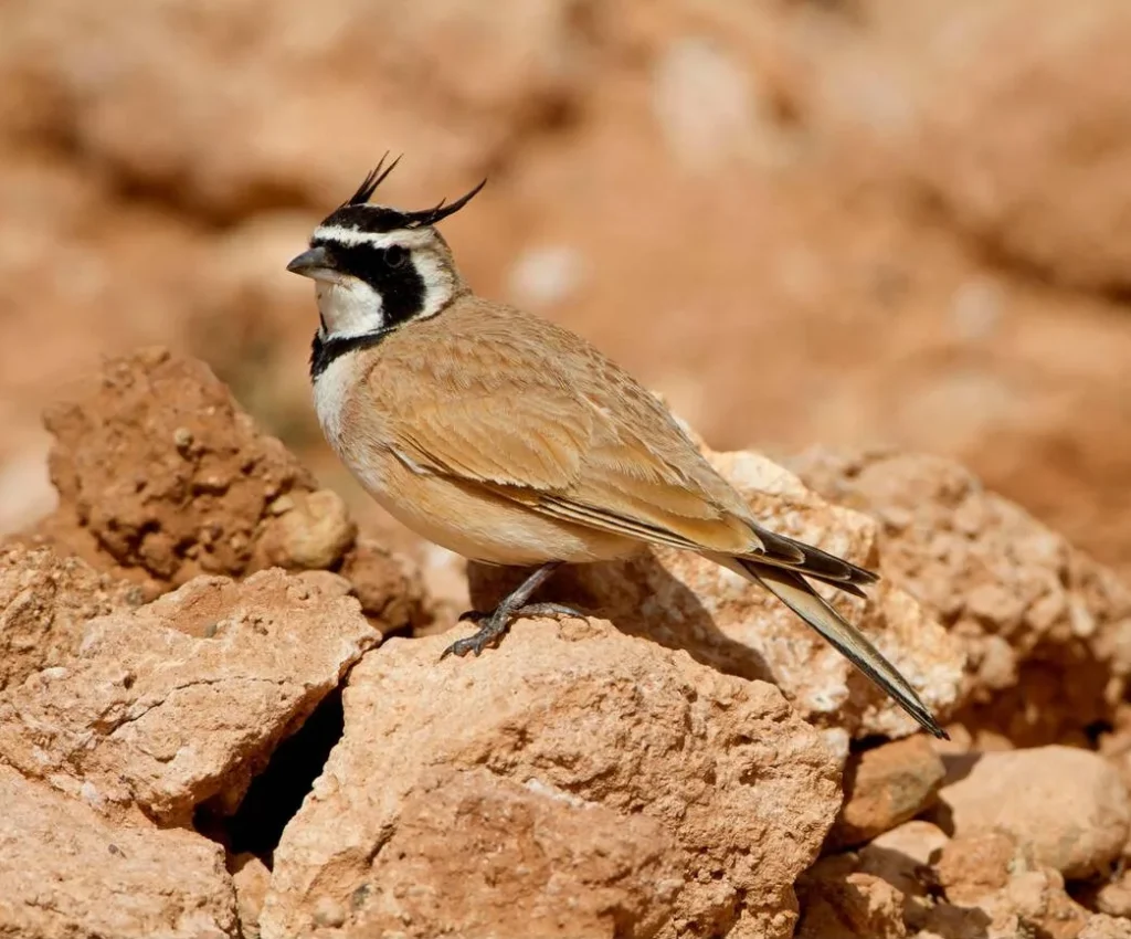 birds morocco