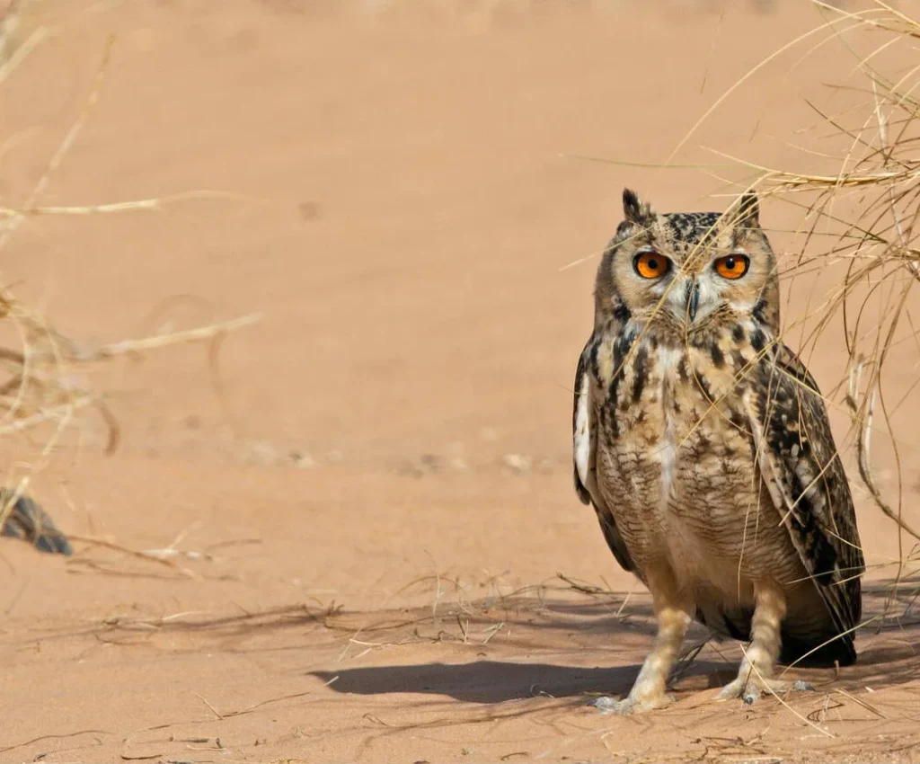 morocco birding tours