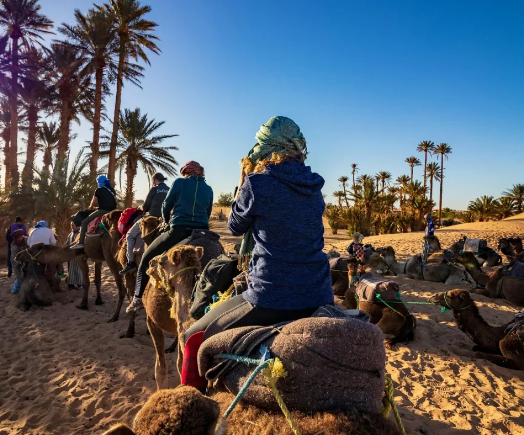 Camel Caravan Experience – Fes to Marrakech 3 Days Desert Tour Tourists preparing for a camel ride among palm groves on a Fes to Marrakech 3 days desert tour.