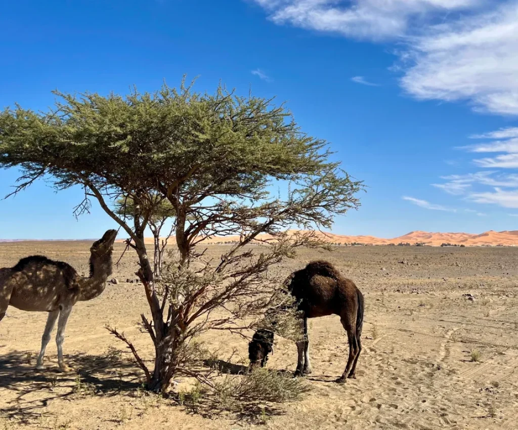 Two camels resting under an acacia tree in the Moroccan desert with distant dunes under a bright blue sky.
